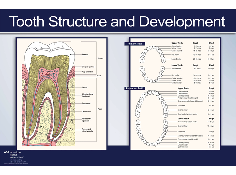 16" x 20" Unframed Wall Art, Tooth Structure and Development