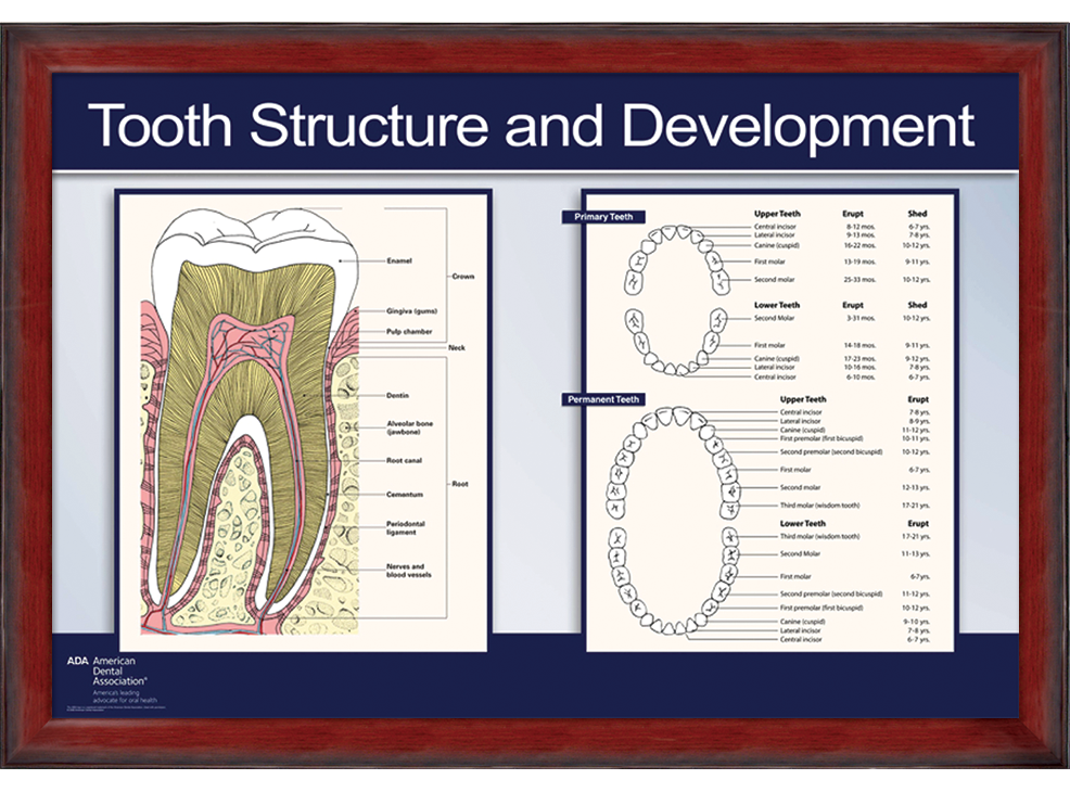 22" x 28" Framed Wall Art, Tooth Structure and Development Image 2