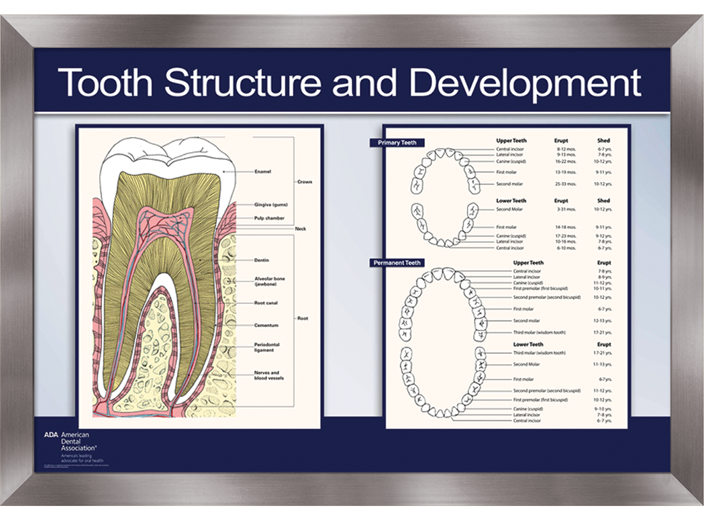 22" x 28" Framed Wall Art, Tooth Structure and Development