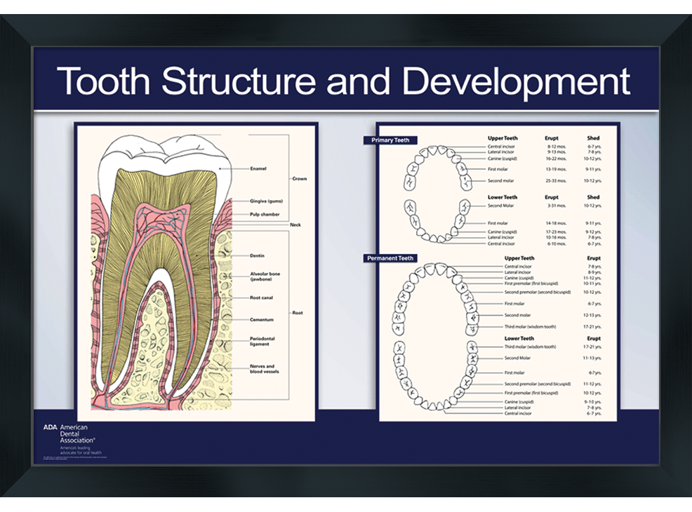 24" x 36" Framed Wall Art, Tooth Structure and Development Image 1